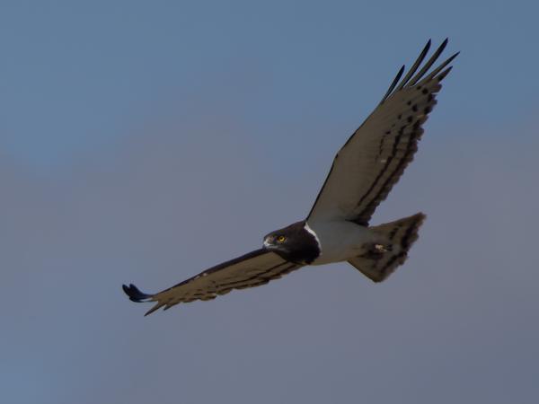 <h3><a href="/trips/tanzania/biota/animalia/chordata/aves/017 accipitriformes/004 accipitridae/circaetus pectoralis/circaetus pectoralis-nl.html">Circaetus&nbsp;pectoralis</a> / Black‑chested&nbsp;snake&nbsp;eagle / Zwartborstslangenarend</h3>OM-1 Mark II met OLYMPUS M.150-400mm F4.5 TC, 1/2500 sec  bij F6.3, ISO 200, afstand 101&nbsp;m